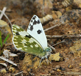 Westlicher Resedafalter_ Pontia daplidice